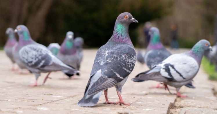 Japon : un taxi tue délibérément un pigeon, le chauffeur arrêté